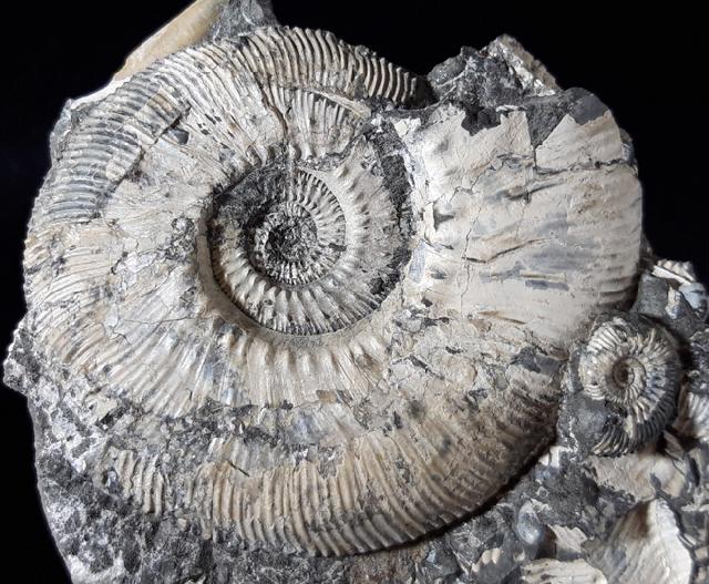 Kosmoceras (Gulielmiceras) jason (REINECKE 1847) - Bild © FossNet FossilienStore